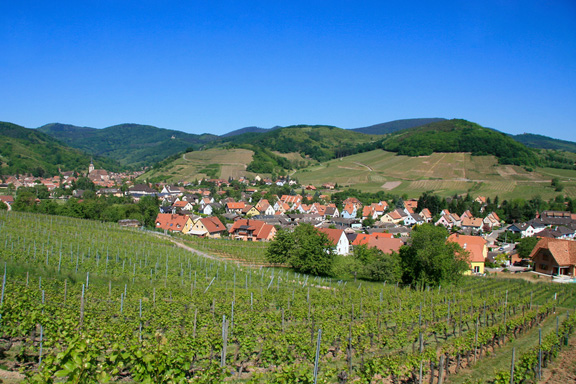The Alsatian wine route